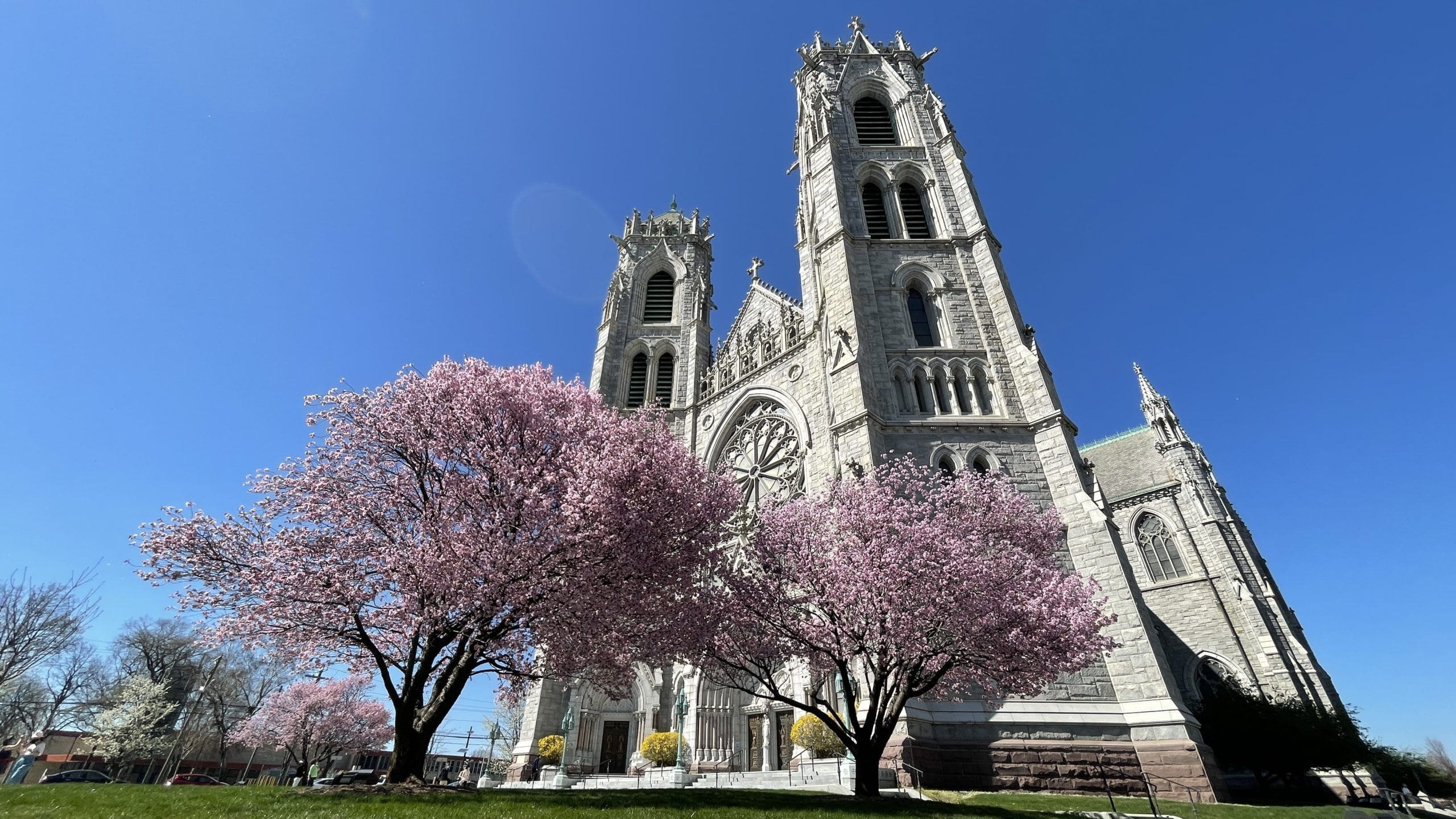 Cathedral Basilica of the Sacred Heart cherry blossoms by Jai Agnish