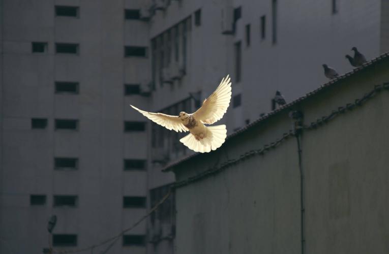 Pope Francis: ‘Please be pacifists’