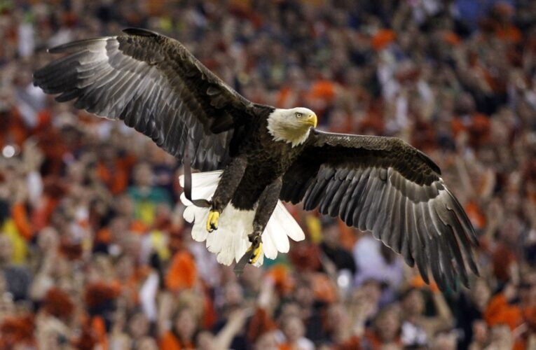 Catholic Eagles fans, priests, and nuns, bring faith to the field for the Super Bowl