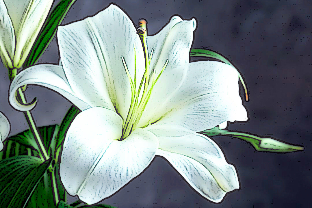 White Lilly