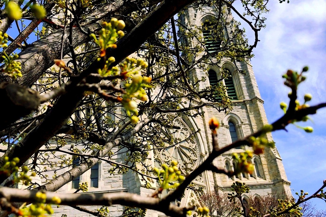 Spring cathedral little blooms
