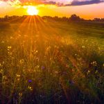 field of flowers for april 26 obits