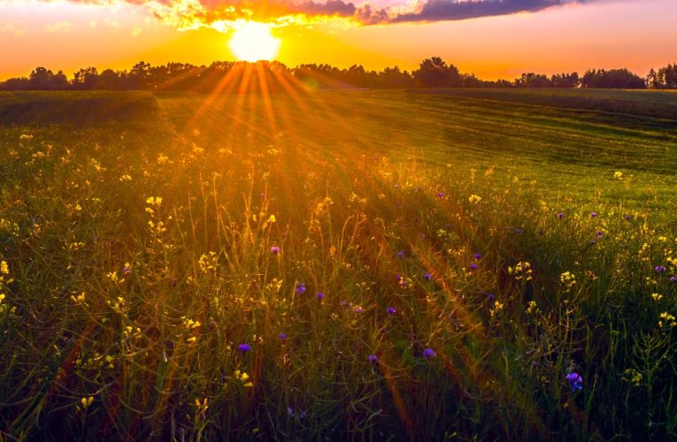 field of flowers for april 26 obits