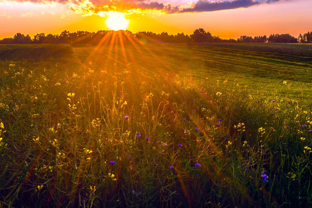 field of flowers for april 26 obits